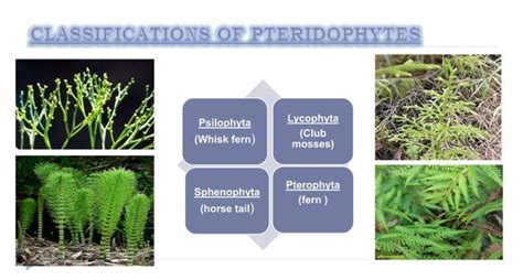 Classifications of pteridophytes