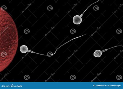 Sperm And Egg 3d Illustration Stock Illustration Illustration Of