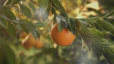 Simply Orange Tv Commercial For Simply Orange Ispottv