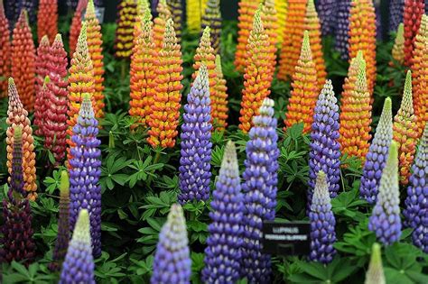 Садовод. Огород. Дачник. | Fermer.Ru - Фермер.Ру - Главный фермерский ...