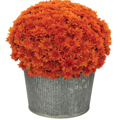 Better Homes & Gardens Outdoor Live Plants Bronze Orange Mum 2.5G