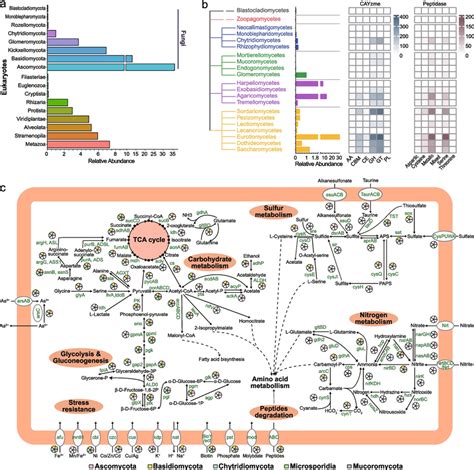 Composition And Metabolic Functions Of The Microeukaryotic Community In