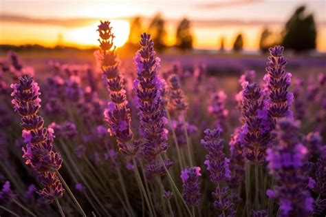 Premium Photo Golden Hues Lavender Paradise At Dusk