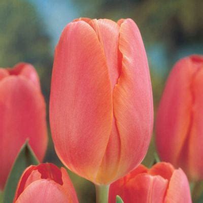 Tulip Salmon Impression From Peter Nyssen Flower Bulbs And Plants