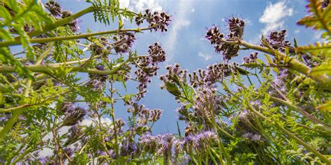 Pure Blue Tansy Essential Oil (Bulk & Individual)