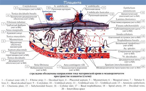 Анатомия: Матка. Стенки матки