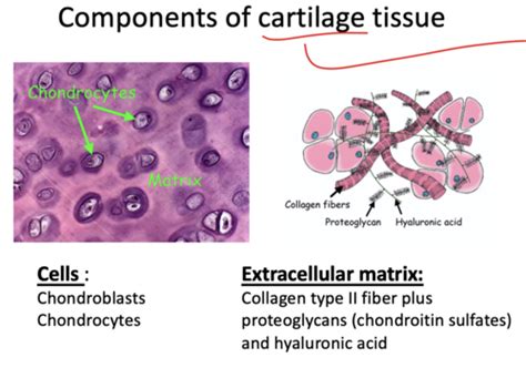 Histo 5: Connective Tissue Types (Cartilage) Flashcards | Quizlet