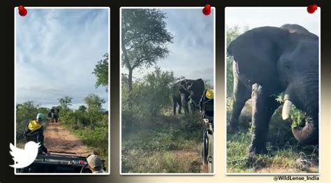 Elephant Attacks Safari Truck Terrifying Video Goes Viral Trending