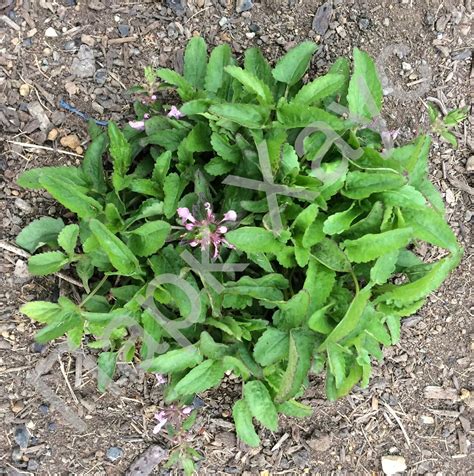 Китайский артишок, Стахис Зибольда, Хороги, японский картофель, купить ...