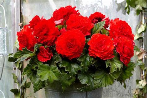 Бегония Фимбриата (красная, белая, желтая, оранжевая) посадка и уход