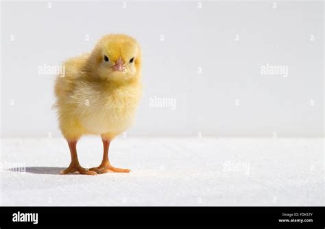 Small Chicken Stock Photo Alamy