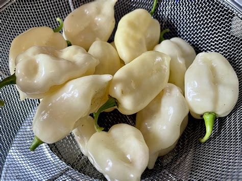 White Ghost Pepper Plants Growing