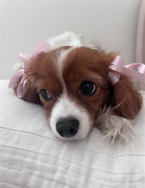 aesthetic dog  coquette bow coquette dogs dog cute aesthetic