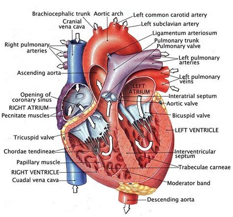 Heart Anatomy Labeled Heart Anatomy Human Heart Anatomy Medical Images