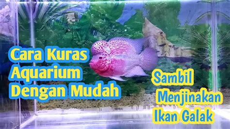 Cara Kuras Aquarium Sambil Menjinakan Ikan Galak YouTube