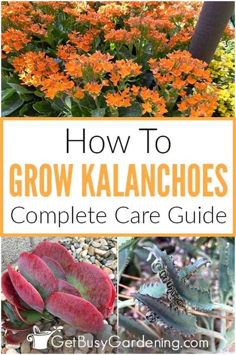 Kalanchoe Plant Care And Growing Guide Get Busy Gardening Plant Care