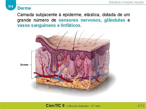 Qual A Função Da Derme - K 4 Estrutura e funes da pele Cien