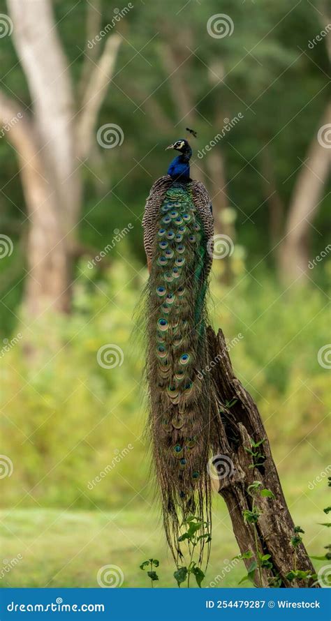 Vertical Shot Of An Indian Peafowl In A Garden During The Day Stock