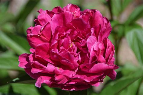 southern peony
