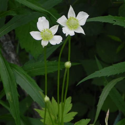 Anemone Virginiana Eulenhof Staudengärtnerei