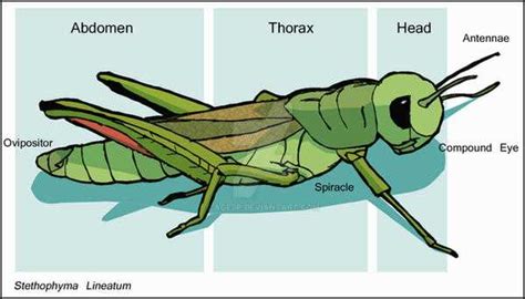 Exploring The Anatomy Of A Grasshopper A Labeled Diagram