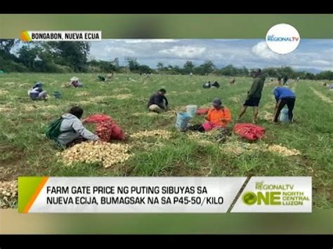 One North Central Luzon Farm Gate Price Ng Putting Sibuyas Bumagsak