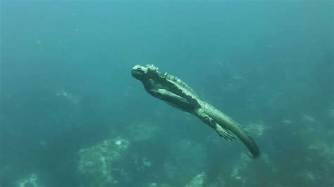 Galapagos Marine Iguana - When, Where & How to See Them