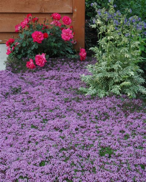 creeping thyme lawn pros  cons    plant
