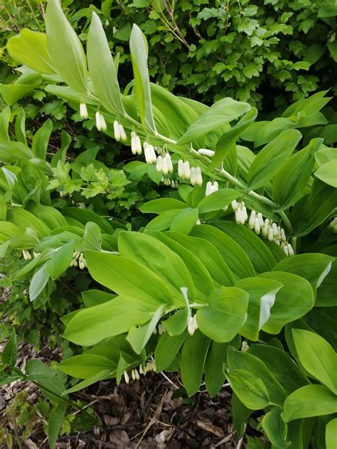 Hundredfold Solomon’s Seal 10 Flower Seeds - Polygonatum for Shaded Ga