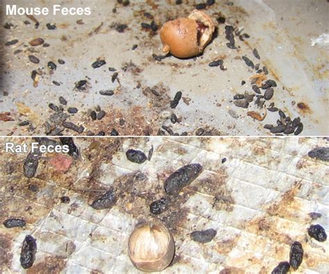 Rat Poop vs. Mouse Poop - Difference between feces of rats and mice