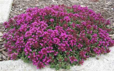 Тимьян ранний Крипинг Ред/ Thymus praecox Greeping Red Р1.5 - Тимьян ...