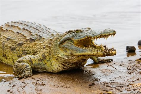 Maiores Repteis Do Mundo - Os 10 maiores répteis do mundo - Meus Animais
