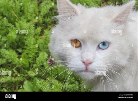 A white cat with eyes of different colors. One is orange and the other is blue. This phenomenon ...