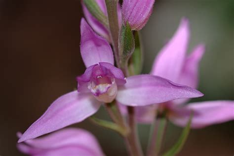 Cephalanthera Rubra SESNNG