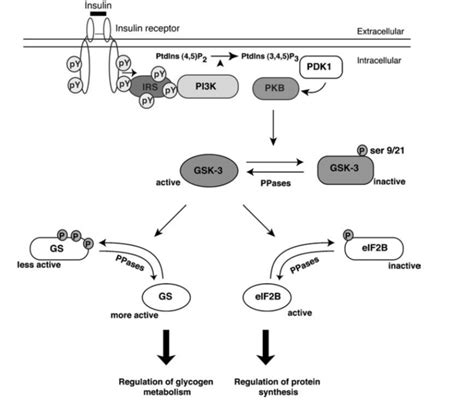 The Regulation Of Gsk By The Insulin Signal Transduction Pathway The