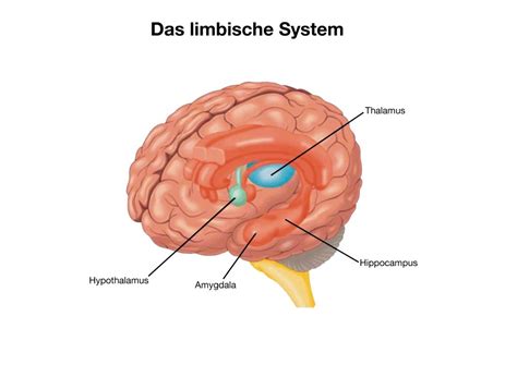 Das Limbische System Emotologin Und Emotionscoach