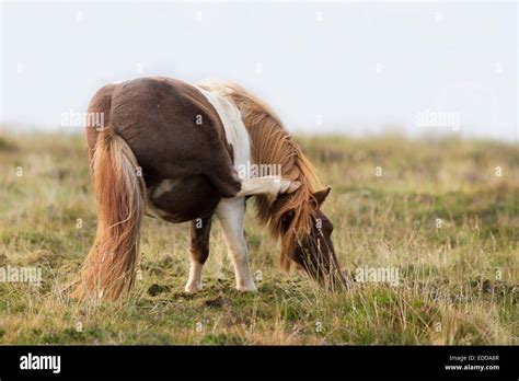 Shetland Pony Skewbald Mare Scratching Her Head Hind Leg Unst Shetlands