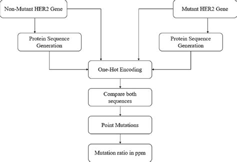 Proposed Model for identifying mutation in HER2. | Download Scientific ...