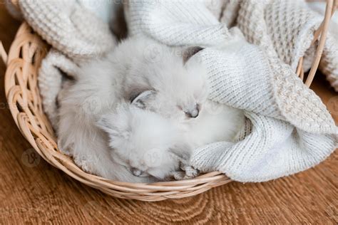 Closeup Of A British Shorthair Kittens Of Silver Color Sleeping In A