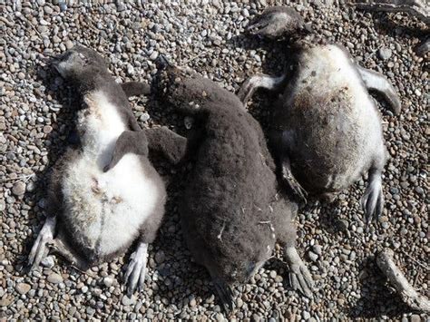For Already Vulnerable Penguins, Study Finds Climate Change Is Another