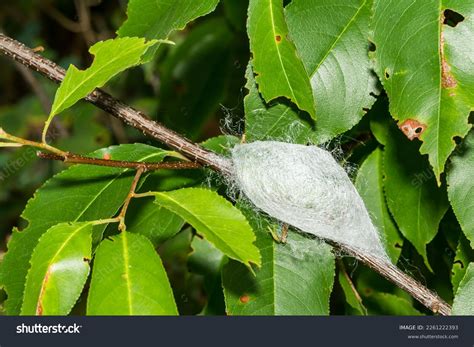 thousand moth cocoon royalty  images stock  pictures