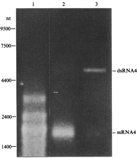 Appearance of both dsRNA and ssRNA from isolated ssRNA or dsRNA, as ...