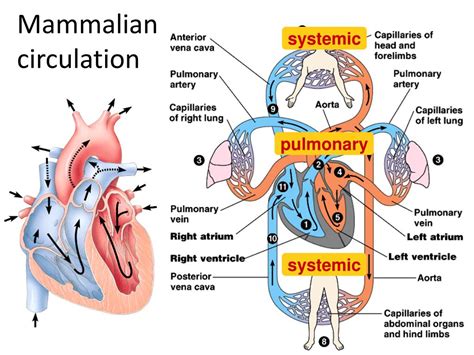 Ppt Circulatory Systems Powerpoint Presentation Free Download Id
