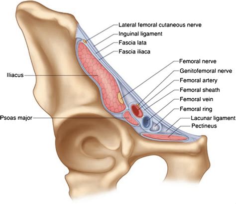 Cross Sectional View Of The Structures Forming The Fascia Iliaca