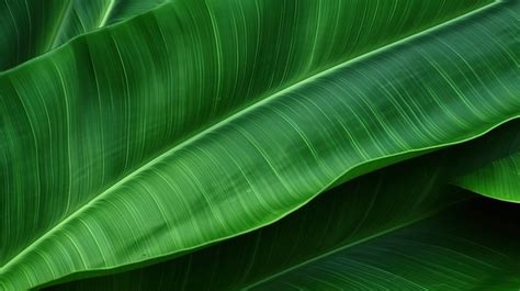 Banana Leaf Captivating Green Lines Adorn The Texture Of Backgrounds