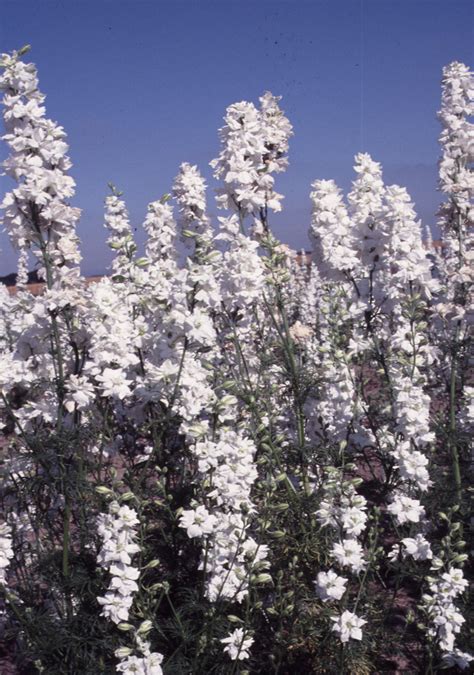 Silver Falls Seed Company Larkspur Rocket White