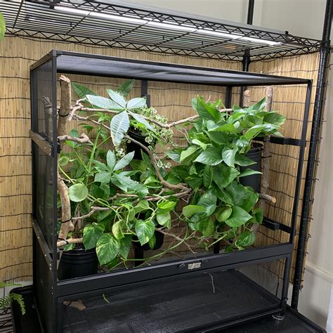 Chameleon Cage Types - Chameleon Academy