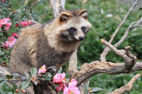 5 Animals Found Only In Japan And Where To See Them Gaijinpot