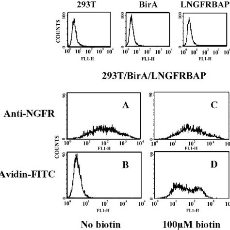 The Relationship Between Biotin Concentration And Cell Surface Biotin