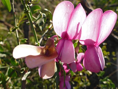 Three Flowers Photos Of Lathyrus Vestitus Fabaceae